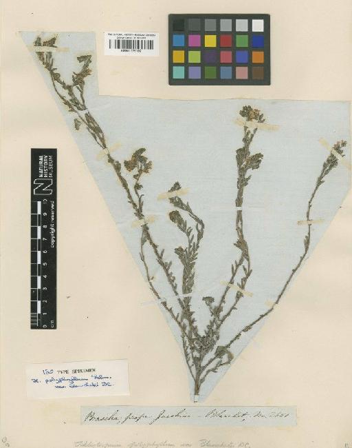 Heliotropium polyphyllum var. blanchetii DC. - BM001125169