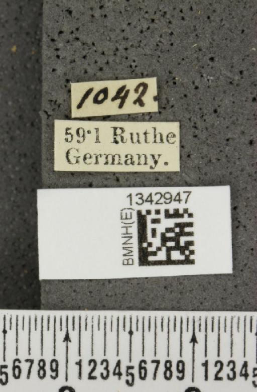 Lilioceris (Lilioceris) lilii (Scopoli, 1763) - BMNHE_1342947_label_12820