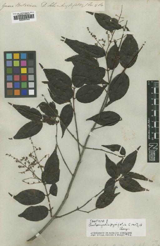 Myrcia pyrifolia (Desv. ex Ham.) Nied. - BM000953645