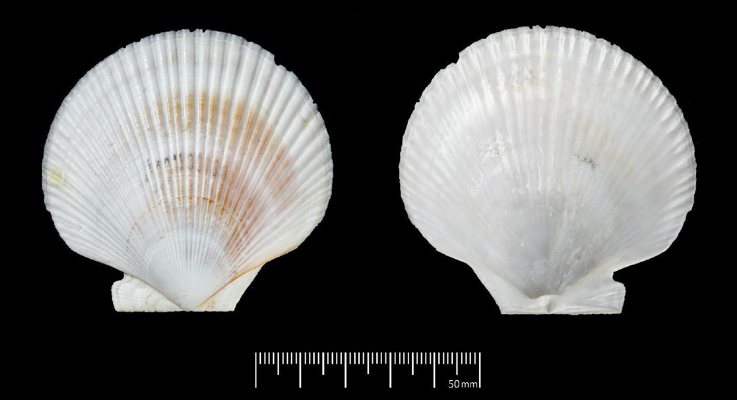 To NHMUK collection (Pecten patagonicus P. P. King, 1832; LECTOTYPE; NHMUK:ecatalogue:3508993)