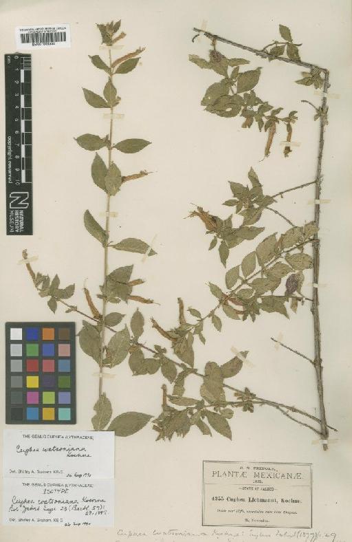 Cuphea watsonii M.E.Jones - BM001008320