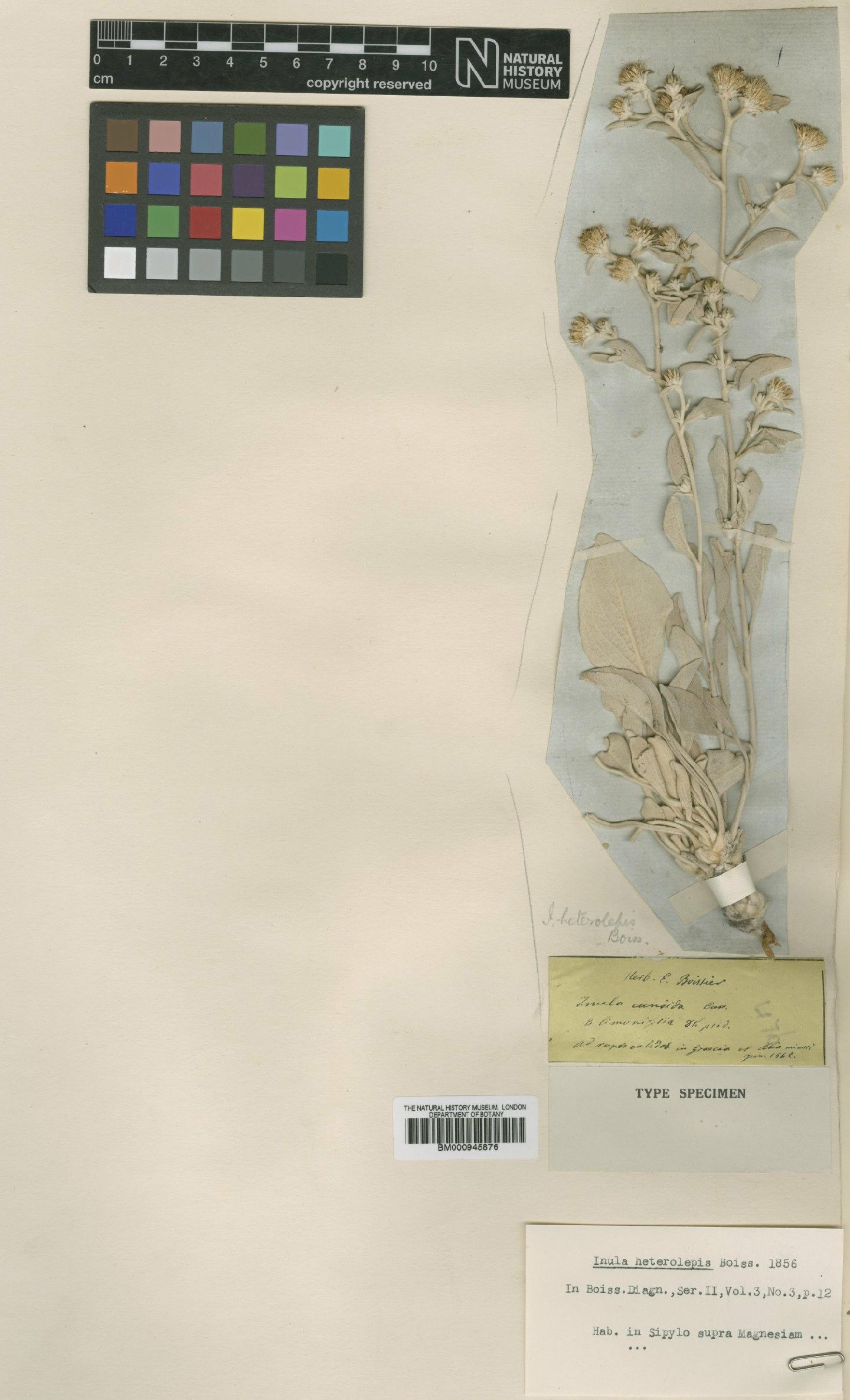 To NHMUK collection (Inula heterolepis Boiss.; Type; NHMUK:ecatalogue:473211)