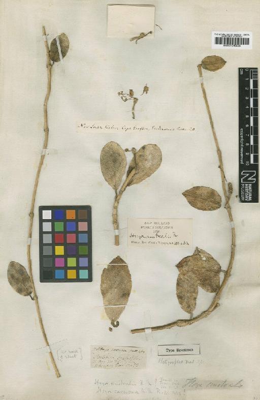 Hoya australis R.Br. ex Traill - BM001040528