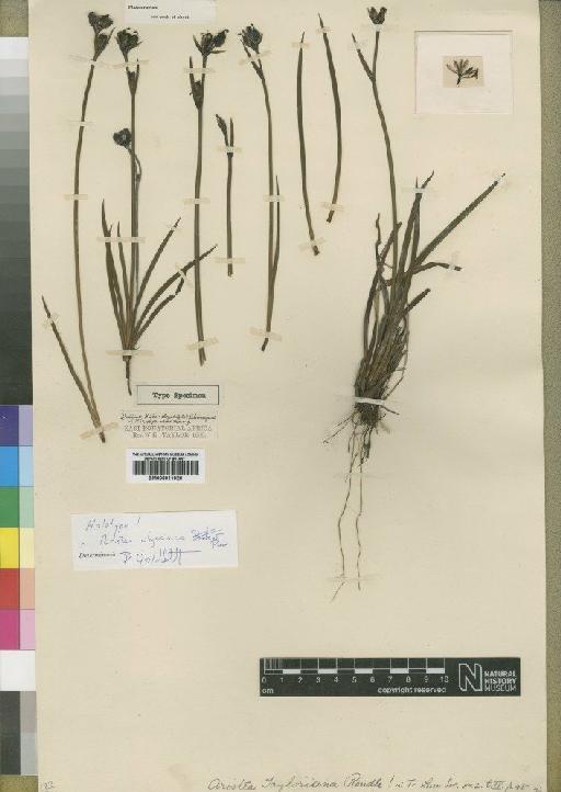 Aristea alata subsp. abyssinica (Pax) Weim. - BM000911920