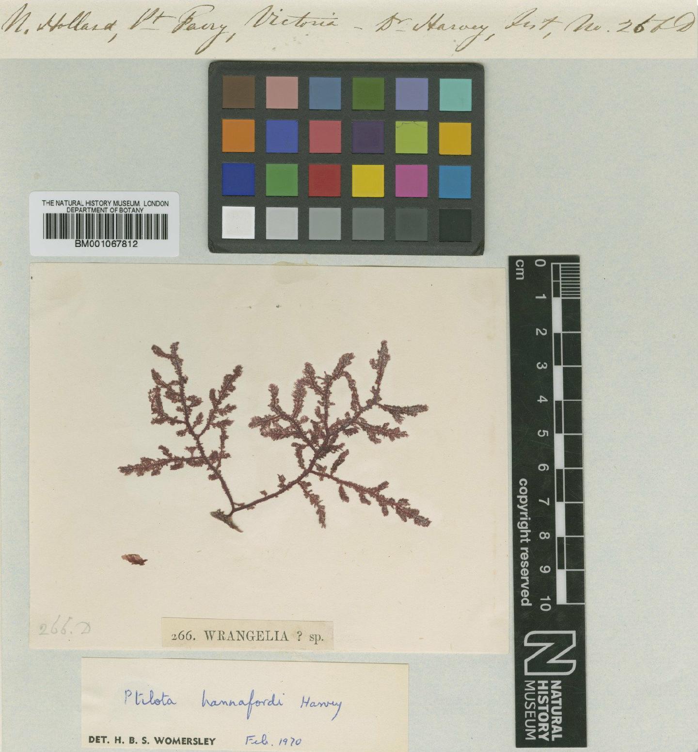 To NHMUK collection (Ptilota hannafordii Harv.; TYPE; NHMUK:ecatalogue:2321637)