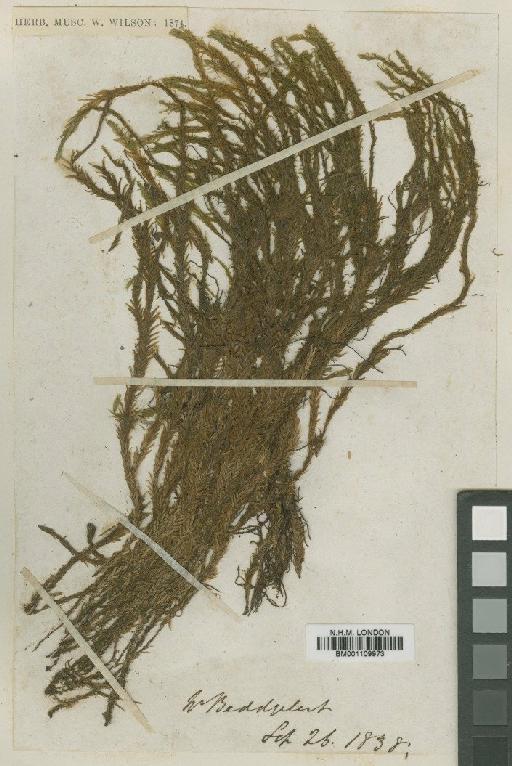 Fissidens polyphyllus Wilson ex Bruch, Schimp. & W.Gümbel - BM001109973