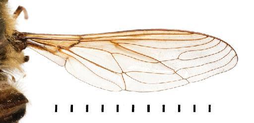 Prosoeca circumdata Lichtwardt, 1910 - NHMUK 010633396 ST Prosoeca circumdata - wing