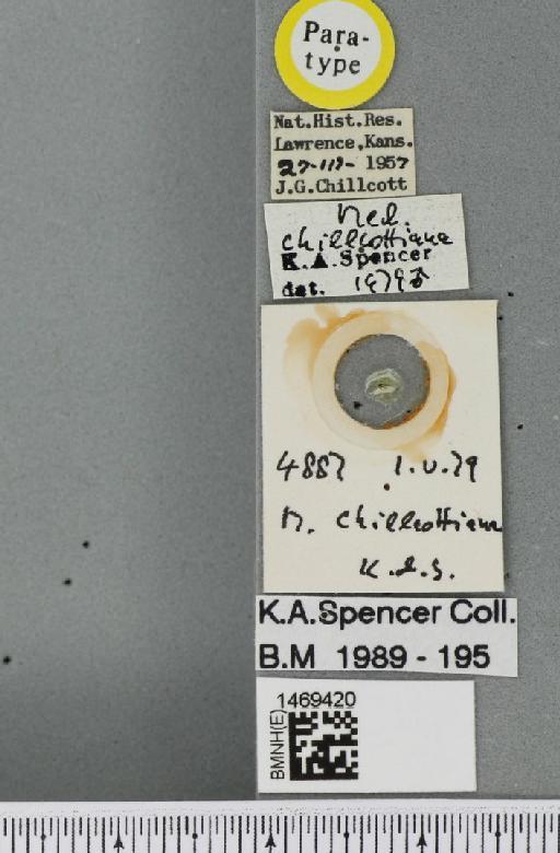 Melanagromyza chillcottiana Spencer, 1986 - BMNHE_1469420_label_45122