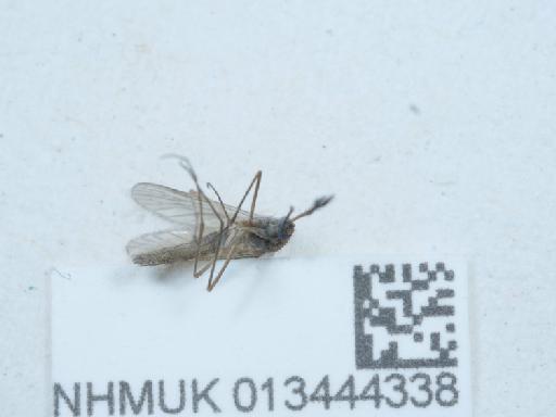 Culex (Culex) pipiens Linnaeus, 1758 - 013444338_1