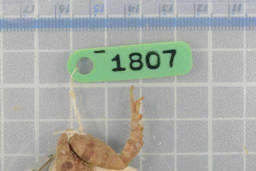 Rana macrognathus - Image of specimen 1974.1807