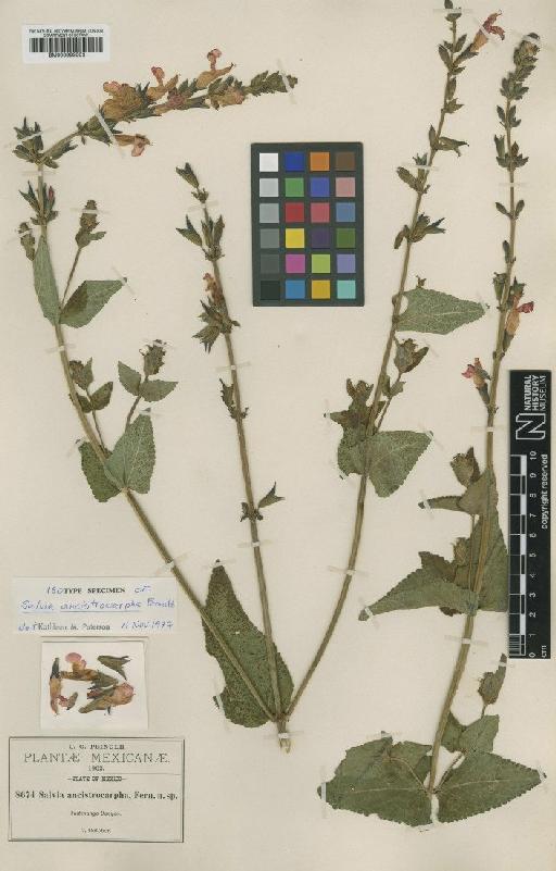 Salvia ancistrocarpha Fernald - BM000993003