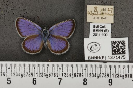 Plebejus argus argus - BMNHE_1371475_167040