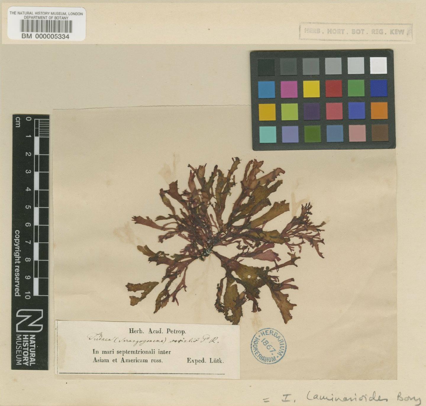 To NHMUK collection (Mazzaella laminarioides (Bory) Fredericq; TYPE; NHMUK:ecatalogue:724108)