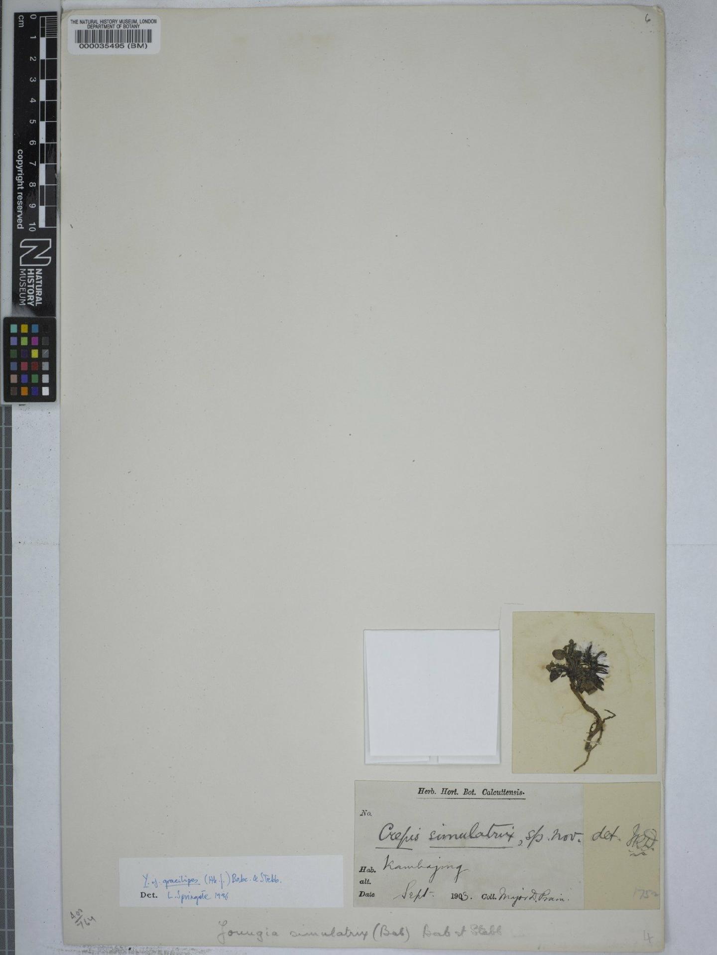 To NHMUK collection (Youngia gracilipes (Hook.f.) Babc. & Stebb.; NHMUK:ecatalogue:9149097)