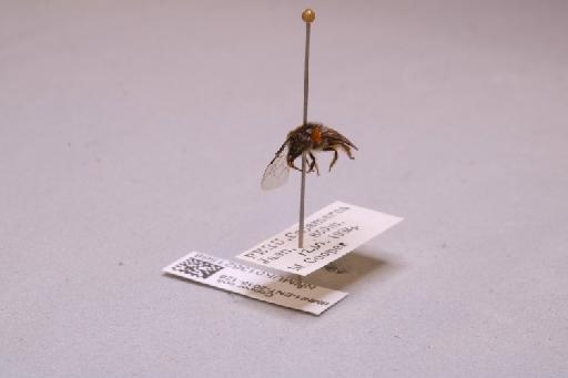 Colletes Latreille, 1802 - 013621568_additional_3