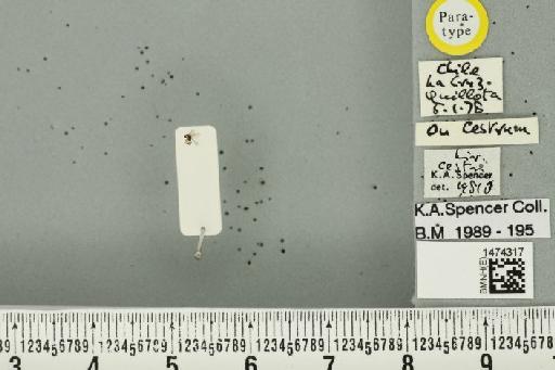 Liriomyza cestri Spencer, 1982 - BMNHE_1474317_49580