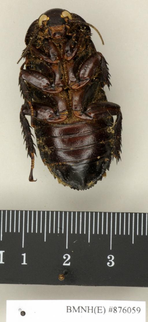 Salganea raggei Roth, 1979 - Salganea raggei Roth, 1979, female, paratype, ventral. Photographer: Edward Baker. BMNH(E)#876059