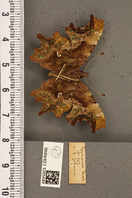 Polygonia c-album (Linnaeus, 1758) - BMNHE_1095449_24848