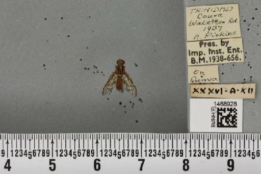 Anastrepha striata Schiner, 1868 - BMNHE_1468928_41502