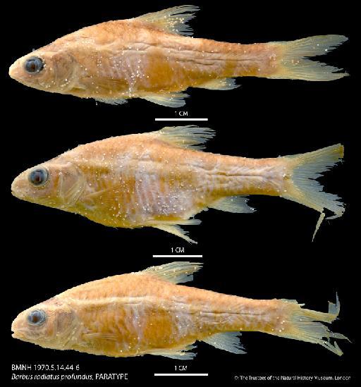 Barbus radiatus profundus Greenwood, 1970 - BMNH 1970_5_14_44-6 Barbus radiatus profundus, PARATYPE