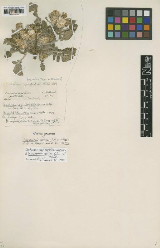 Centaurea aegialophila Boiss. & Heldr. - BM001043156