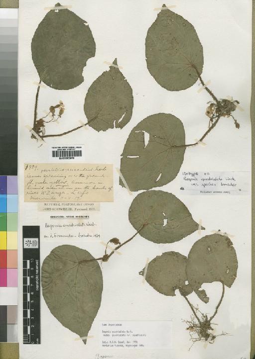 Begonia quadrialata Warb. - BM000902618