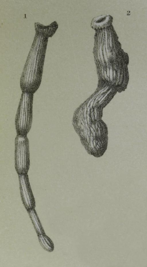 Articulina conico-articulata (Batsch 1791) - ZF1090_13_2_Articulina_mayori.jpg