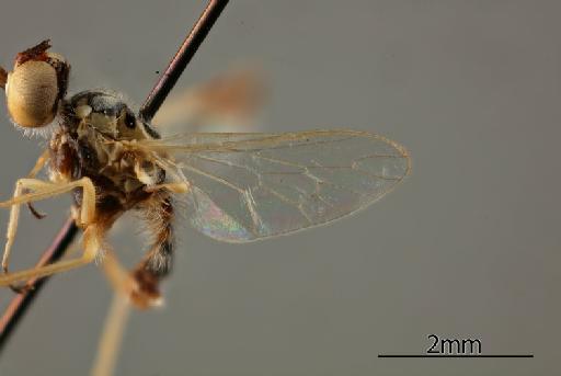 Heterotropus gracilis Greathead, 1967 - 010629030_Heterotropus_gracilis_Wing_Paratype