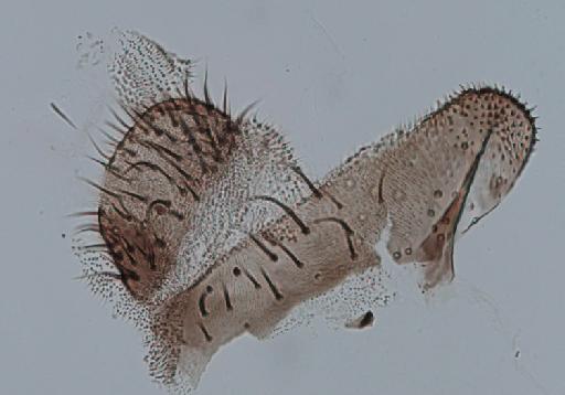 Simulium (Trichodagmia) perplexum species group Orbitale Shelley et al., 1989 - 010195829_S_perplexum_Female_paratype_anal lobe