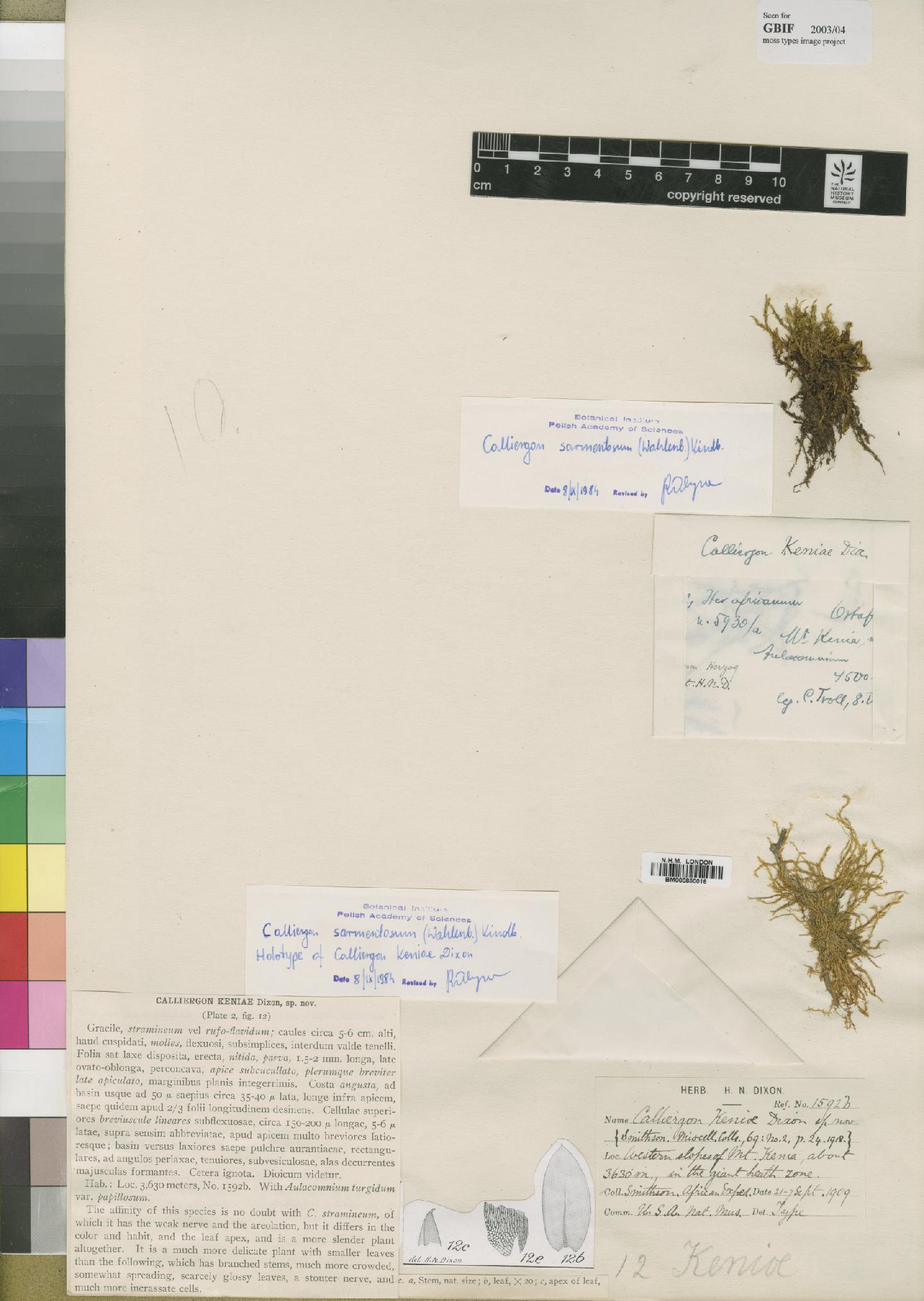 To NHMUK collection (Warnstorfia sarmentosa (Wahlenb) Hedenas; Holotype; NHMUK:ecatalogue:4522613)
