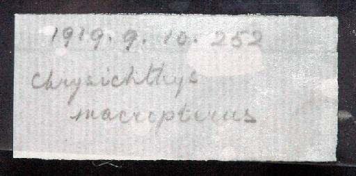 Chrysichthys macropterus Boulenger, 1920 - 1919.9.10.252; Chrysichthys macropterus; image of jar label; ACSI project image