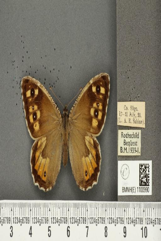 Hipparchia semele hibernica ab. triocellata Ragusa, 1904 - BMNHE_1100990_11877