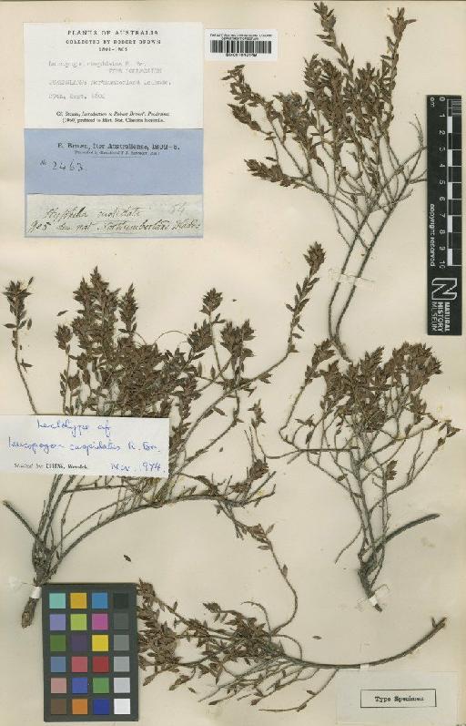 Leucopogon cuspidatus R.Br. - BM001040149