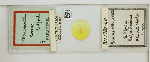 Menacanthus corvus Bedford, 1930 - 010658272_816402_1430276