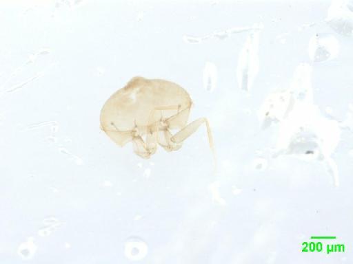 Scaphidiinae Latreille, 1806 - 010188832___3