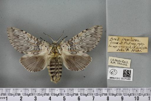Cerura vinula (Linnaeus, 1758) - BMNHE_1637100_207224