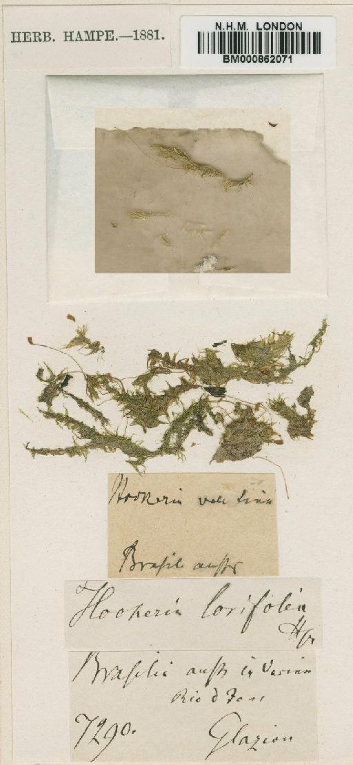 Philophyllum tenuifolium (Mitt.) Broth. - BM000862071