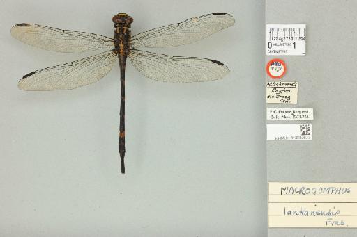 Macrogomphus lankanensis Fraser, 1933 - 013383673_dorsal