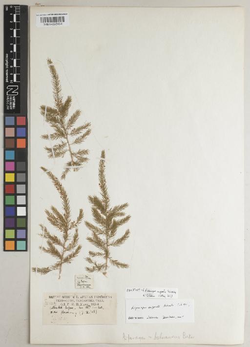 Asparagus migeodii Sebsebe - BM014605434