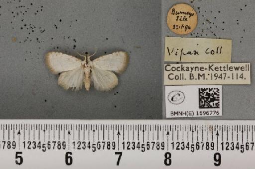 Nola aerugula ab. alfkeni Warnecke, 1938 - BMNHE_1696776_293099