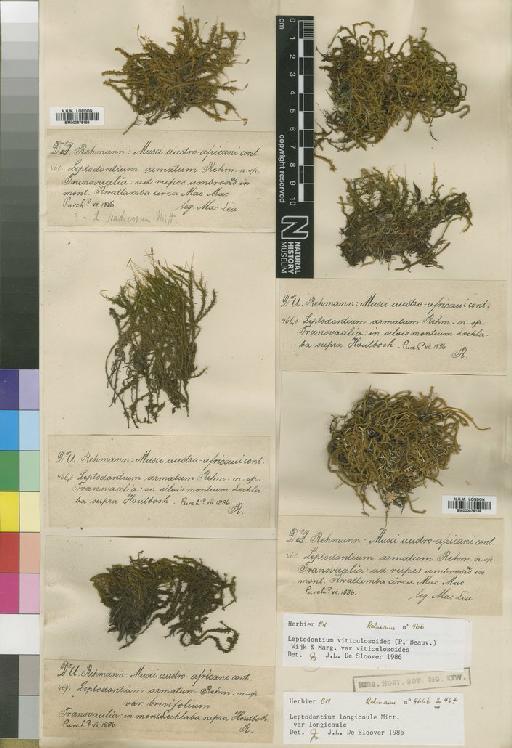 Leptodontium viticulosoides (P.Beauv.) Wijk & Margad. - BM000878188_a