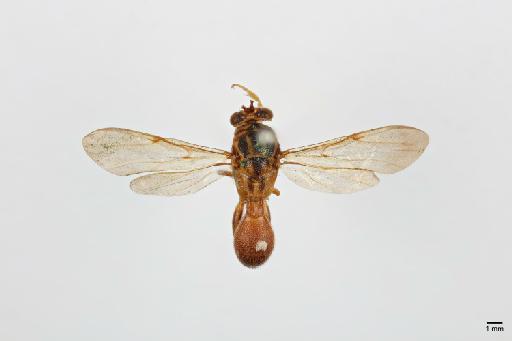 Polistomorpha nigromaculata Cameron, 1904 - 014444370_Polistomorpha_nigromaculata_DH