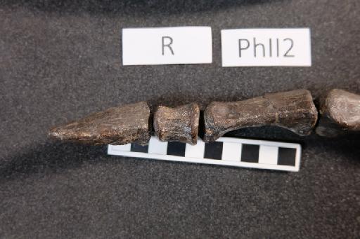 Mantellisaurus atherfieldensis (Hooley, 1925) - R5764-Mantellisaurus_R5764_Right_PhII2-4