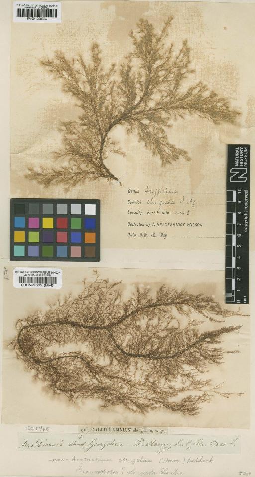 Anotrichium elongatum (Harv.) Baldock - BM000569612