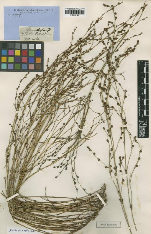 Chordifex dimorphus (R.Br.) B.G.Briggs - BM000991301