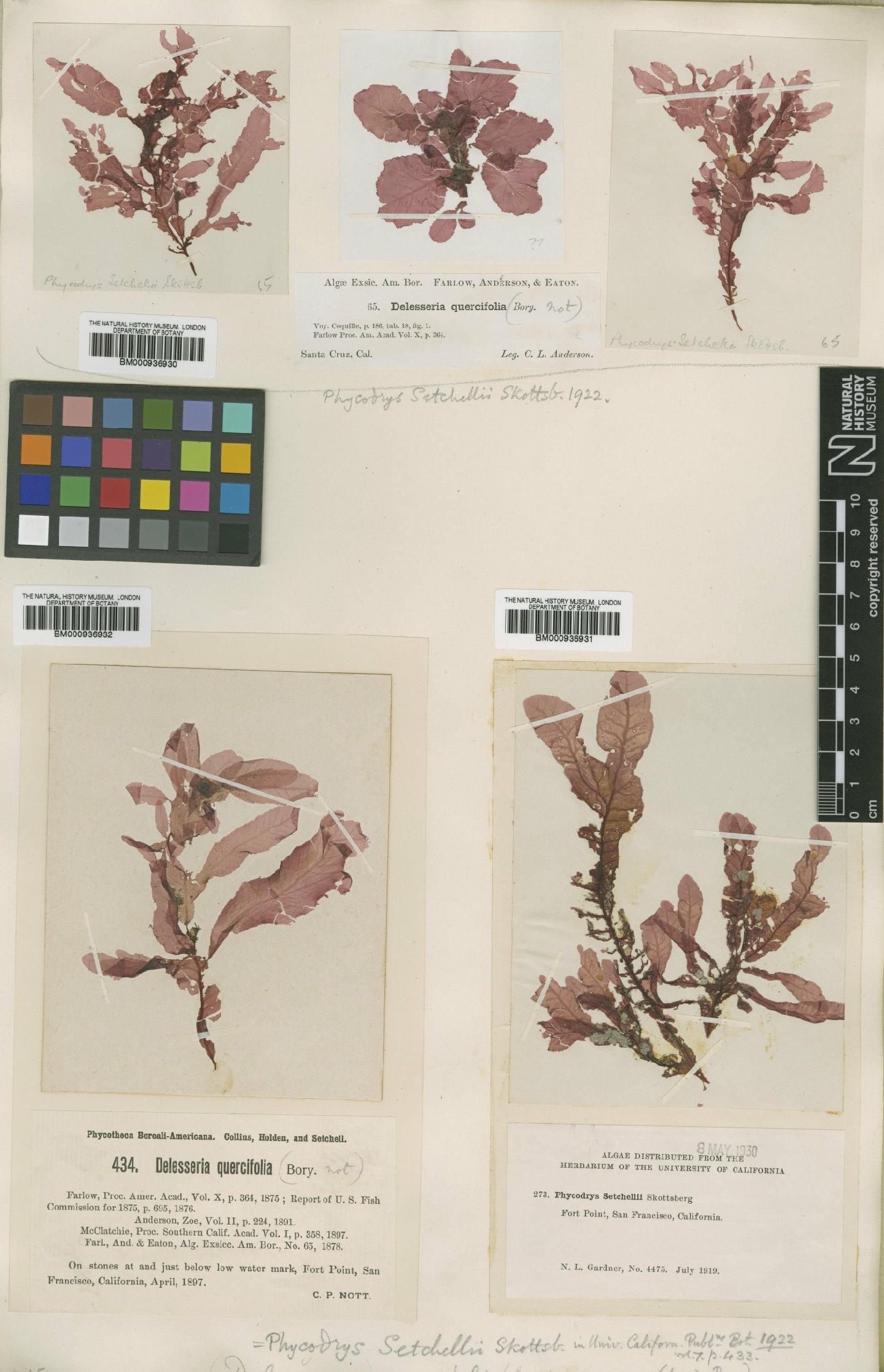 To NHMUK collection (Phycodrys setchellii Skottsb.; Syntype; NHMUK:ecatalogue:464773)