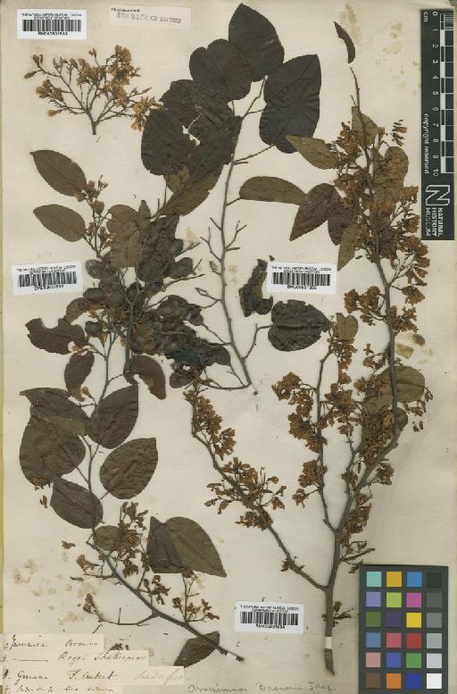 Dalbergia brownei (Jacq.) Urb. - BM000931833