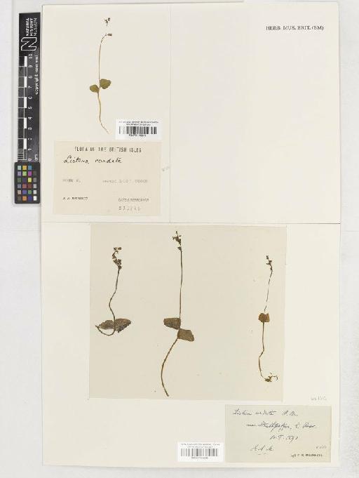 Neottia cordata (L.) Rich. - BM001138912