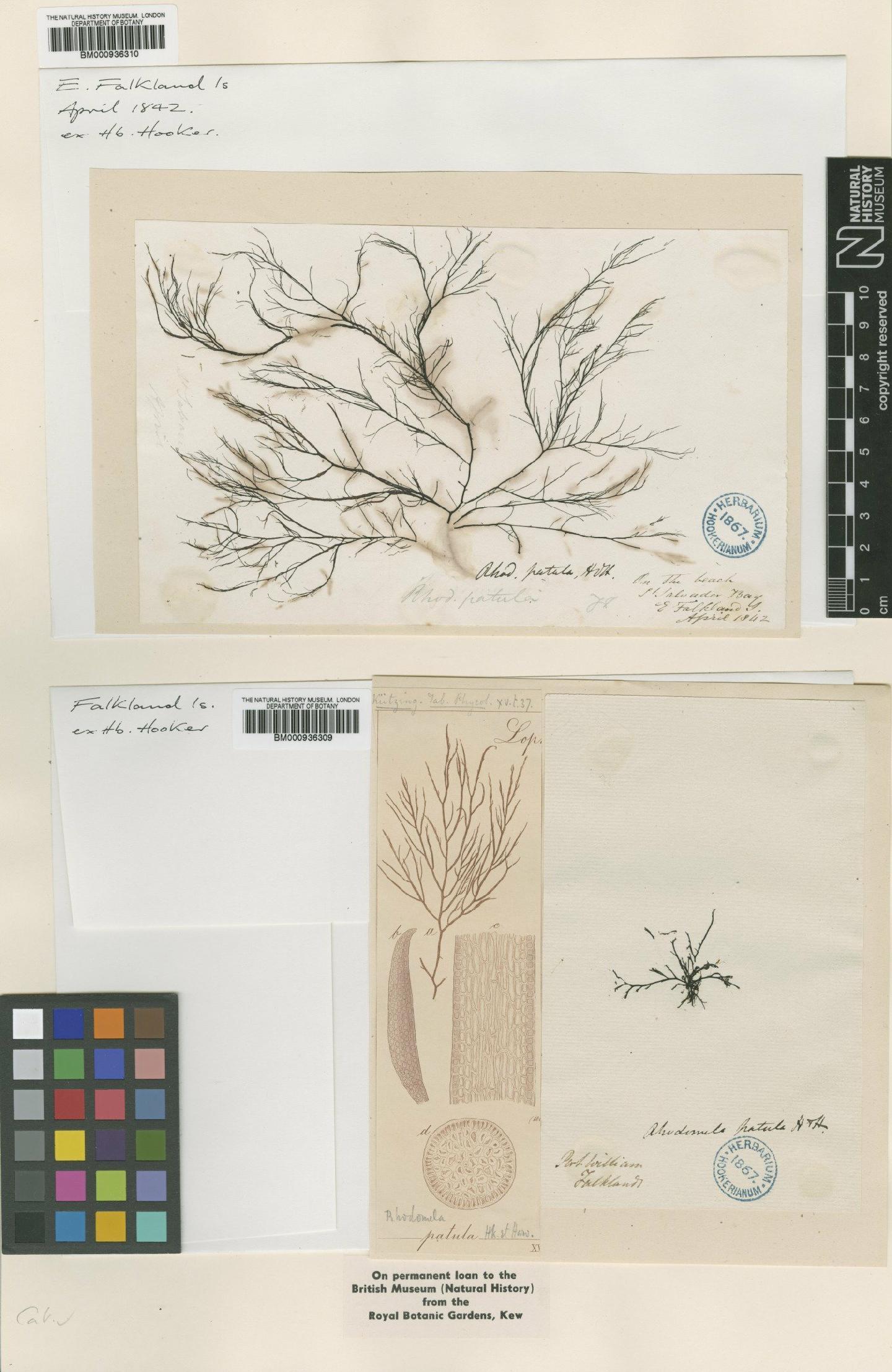 To NHMUK collection (Lophurella patula (Hook.f. & Harv.) De Toni; Type; NHMUK:ecatalogue:438803)