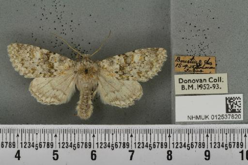 Polymixis flavicincta (Denis & Schiffermüller, 1775) - NHMUK_012537820_646973